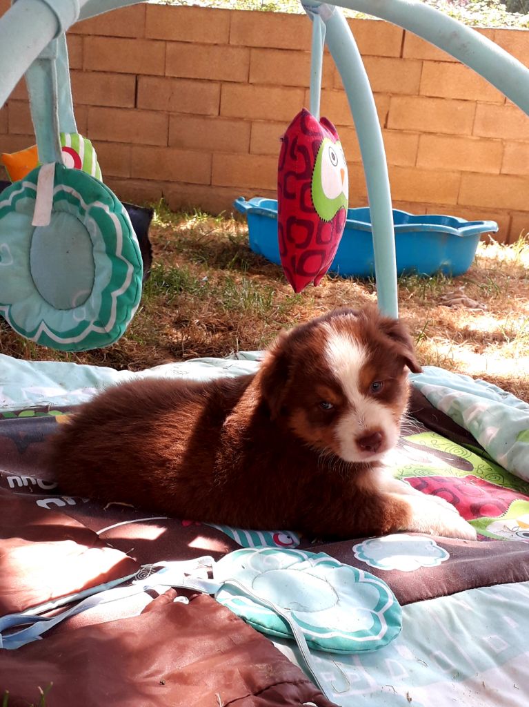 du Pays de l'Auvézère - Berger Australien - Portée née le 15/06/2019