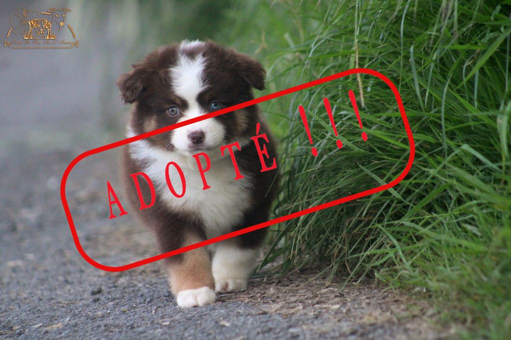 du Pays de l'Auvézère - Chiots disponibles - Berger Américain Miniature 