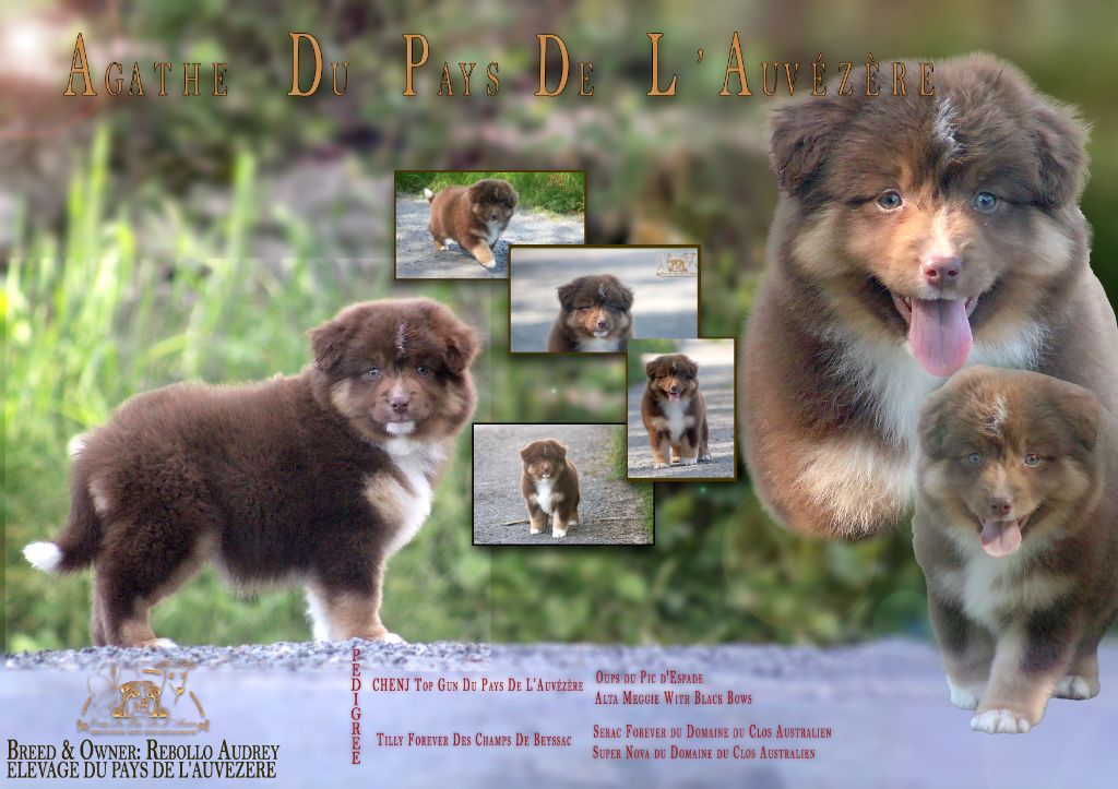 du Pays de l'Auvézère - Chiots disponibles - Berger Américain Miniature 