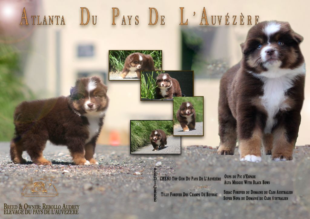 du Pays de l'Auvézère - Chiots disponibles - Berger Américain Miniature 