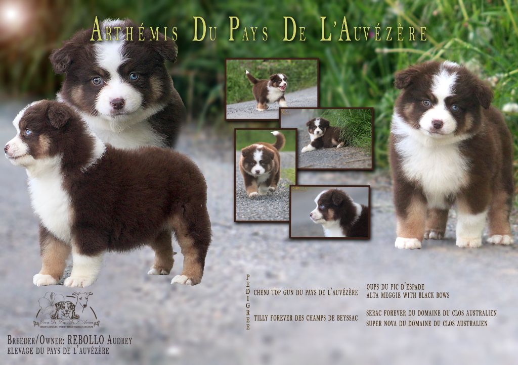 du Pays de l'Auvézère - Chiots disponibles - Berger Américain Miniature 