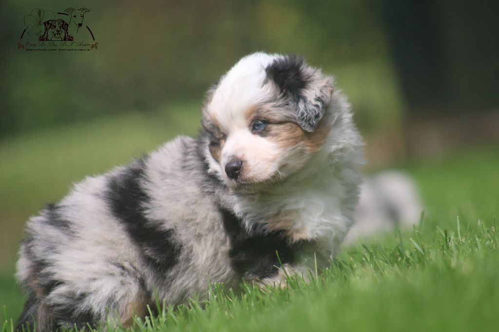 du Pays de l'Auvézère - Chiots disponibles - Berger Américain Miniature 