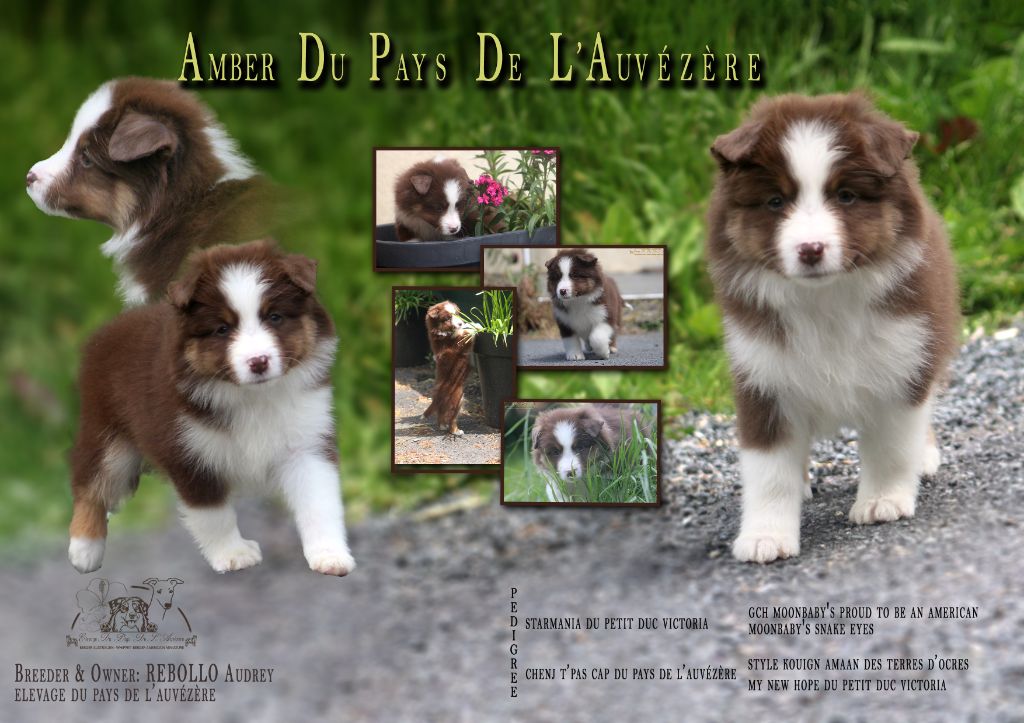 du Pays de l'Auvézère - Chiots disponibles - Berger Américain Miniature 