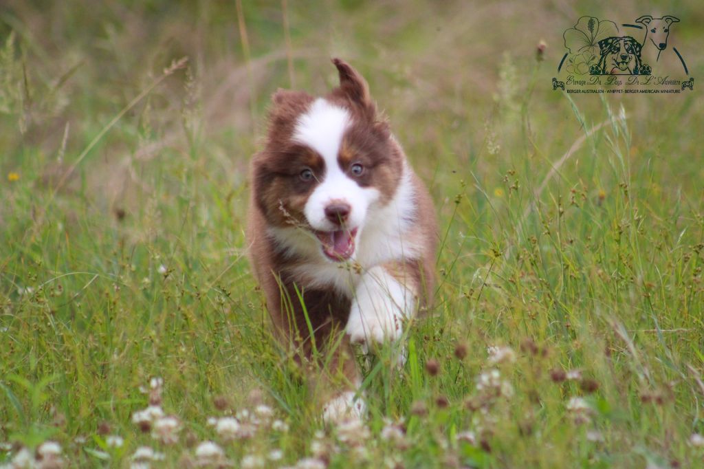 du Pays de l'Auvézère - Chiots disponibles - Berger Américain Miniature 
