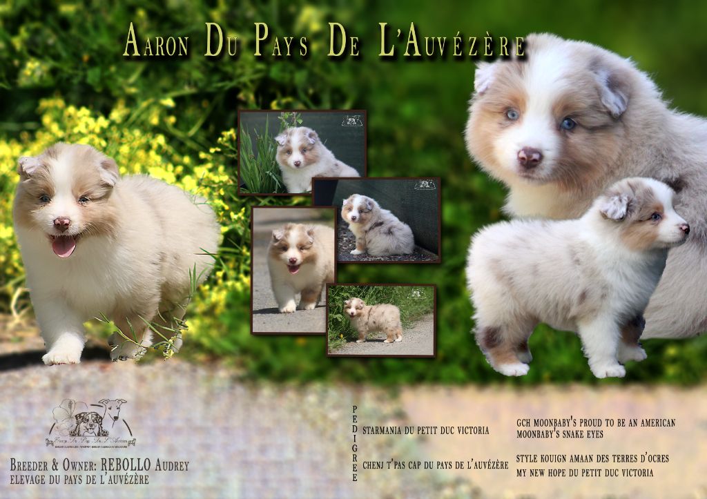 du Pays de l'Auvézère - Chiots disponibles - Berger Américain Miniature 