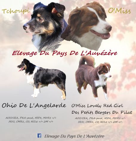 Chiot Berger Américain Miniature du Pays de l'Auvézère