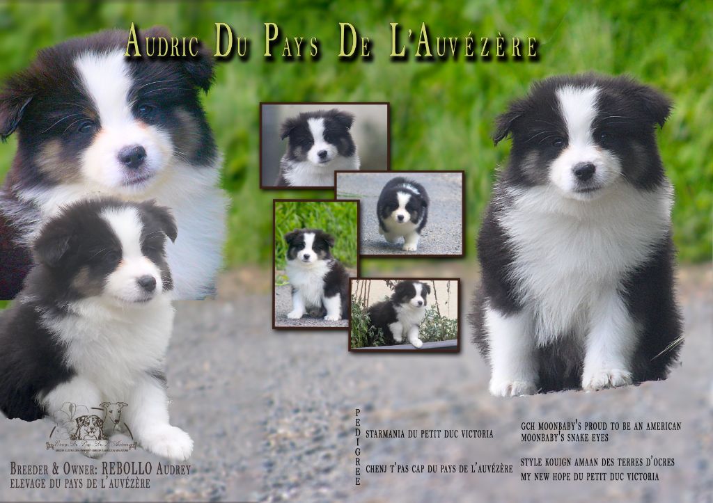 du Pays de l'Auvézère - Chiots disponibles - Berger Américain Miniature 