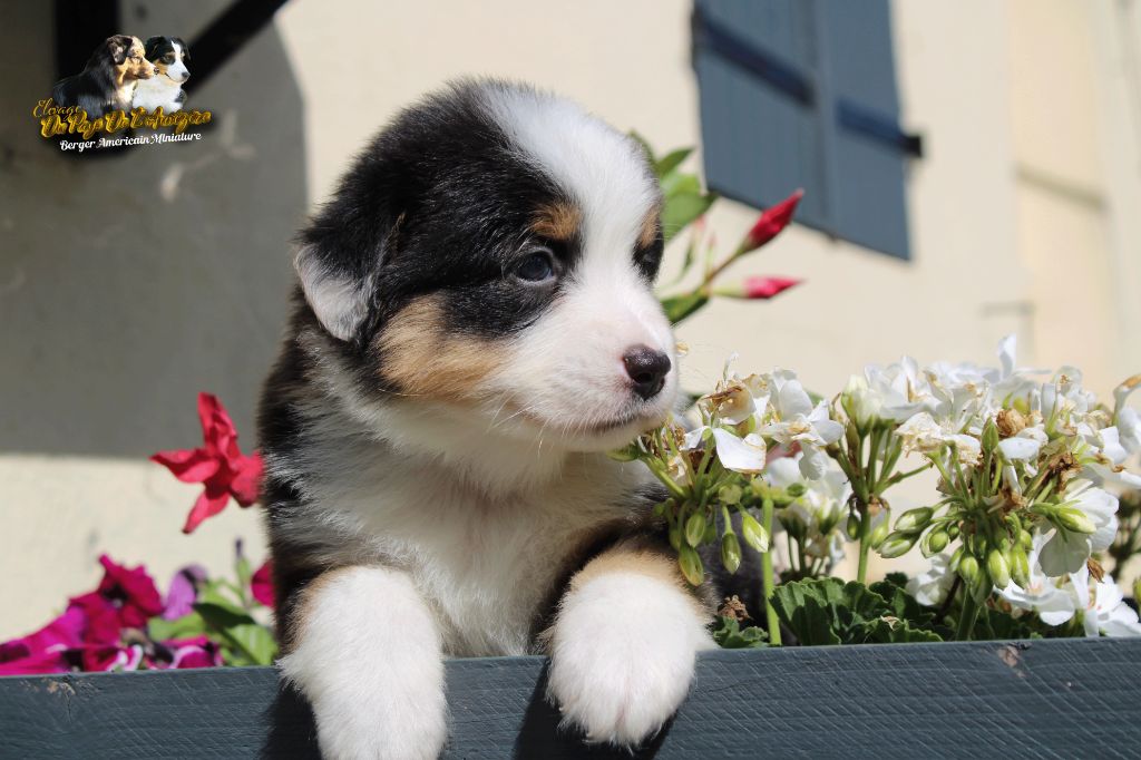 du Pays de l'Auvézère - Chiots disponibles - Berger Américain Miniature 