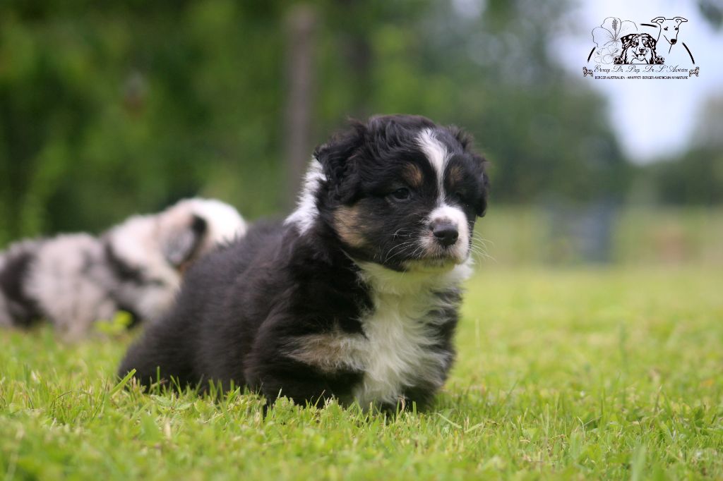 du Pays de l'Auvézère - Chiots disponibles - Berger Américain Miniature 