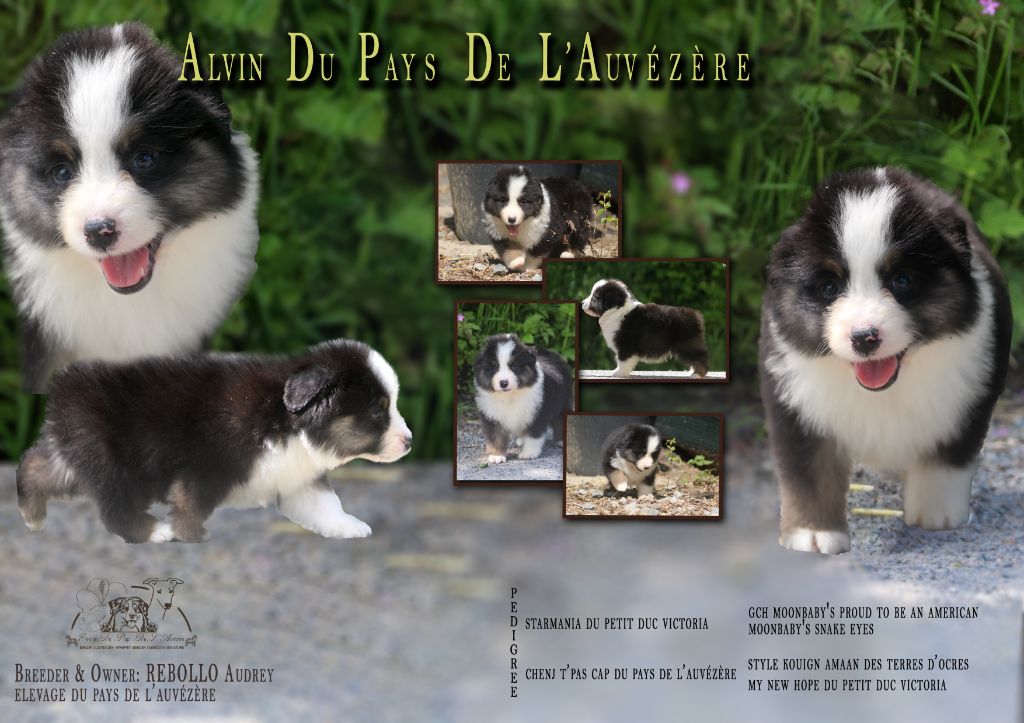du Pays de l'Auvézère - Chiots disponibles - Berger Américain Miniature 